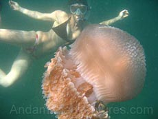 Scuba Diving Phi Phi, Thailand