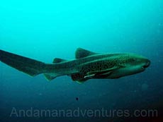 Scuba Diving Phi Phi, Thailand