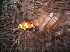 Scuba Diving Phi Phi, Thailand