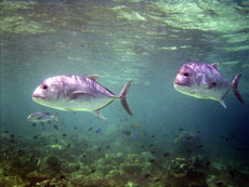 Trevally