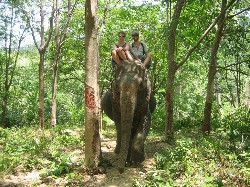 lanta elephant