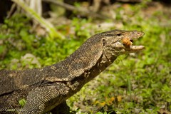 Monitor lizard, Koh Rok