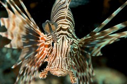 lionfish