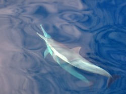 lao liang dolphins