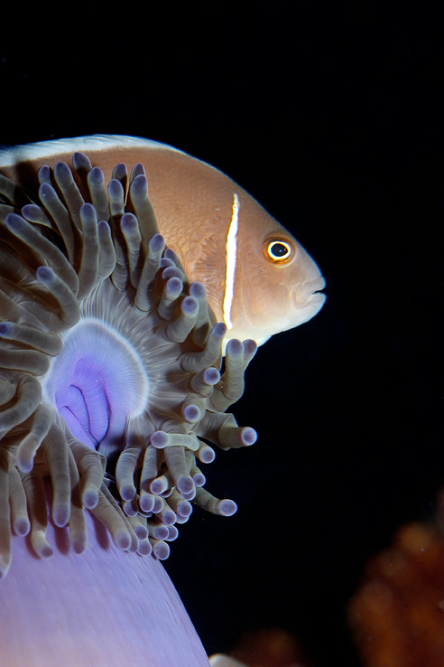 similan