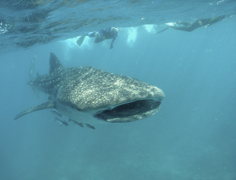 whale shark