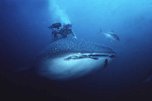 whale shark