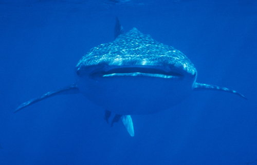 whale shark