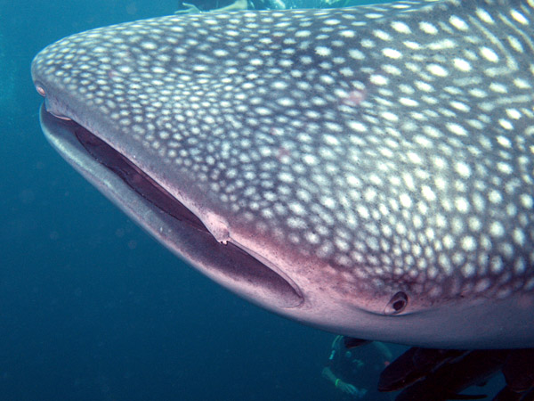 whale shark