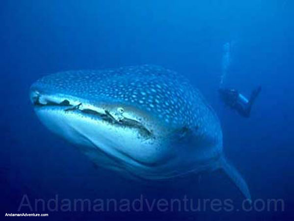 whale shark